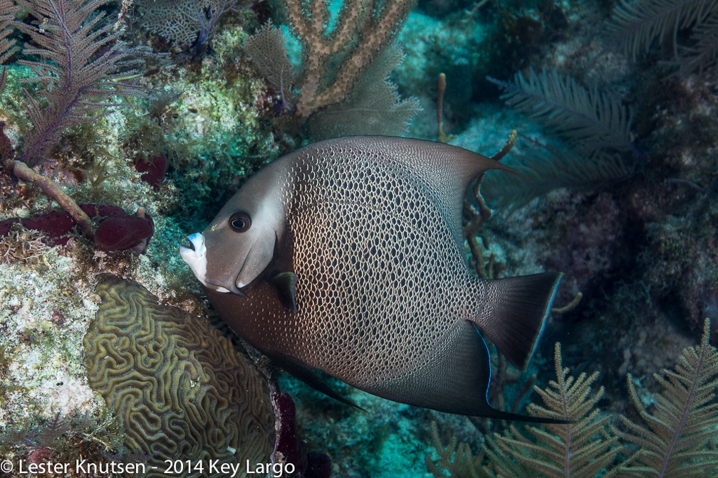 LesterKnutsen KeyLargo 2014  DSC8159