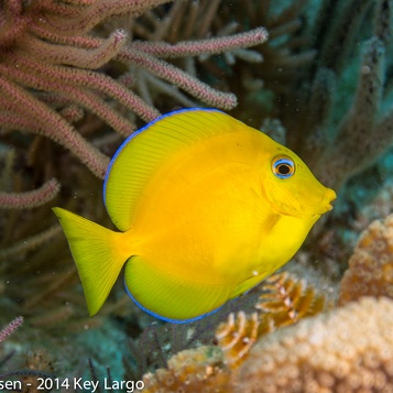 KeyLargo2014