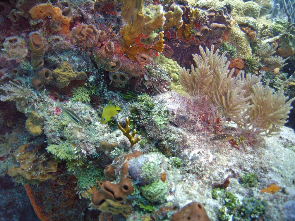 Molassas Reef M0012183 edited 1