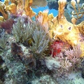 Molassas Reef M0012186 edited 1