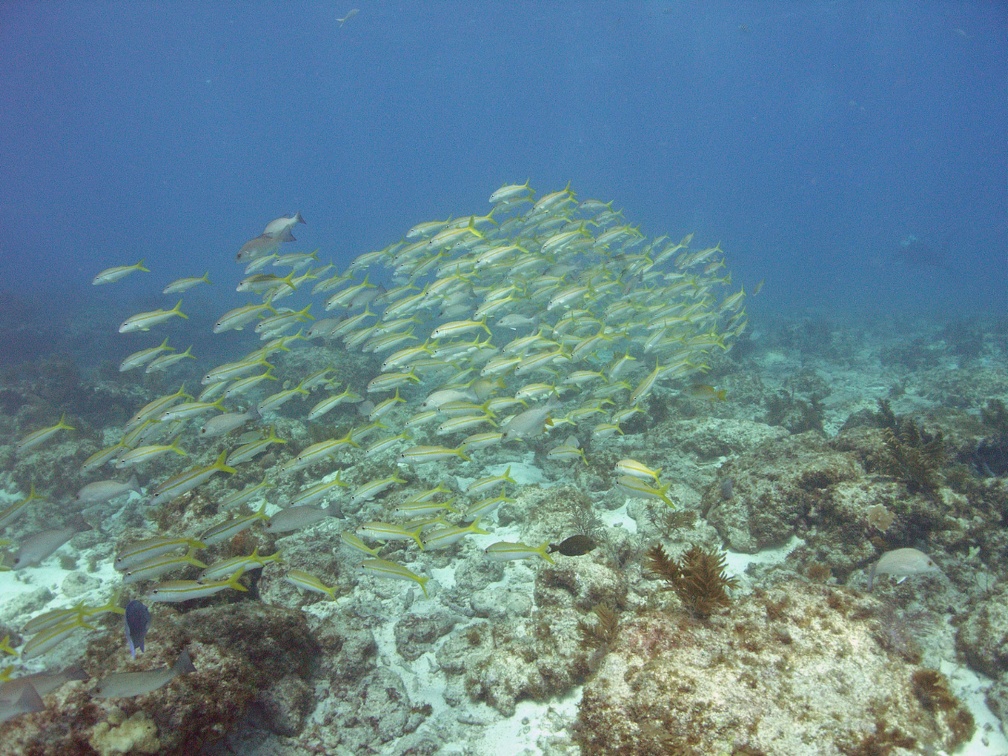 Snappers Ledge M0012289 edited 1