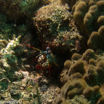 Lembeh2012