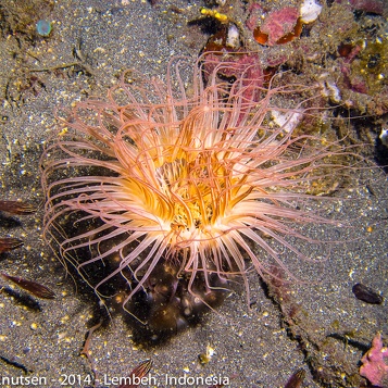 Lembeh2014