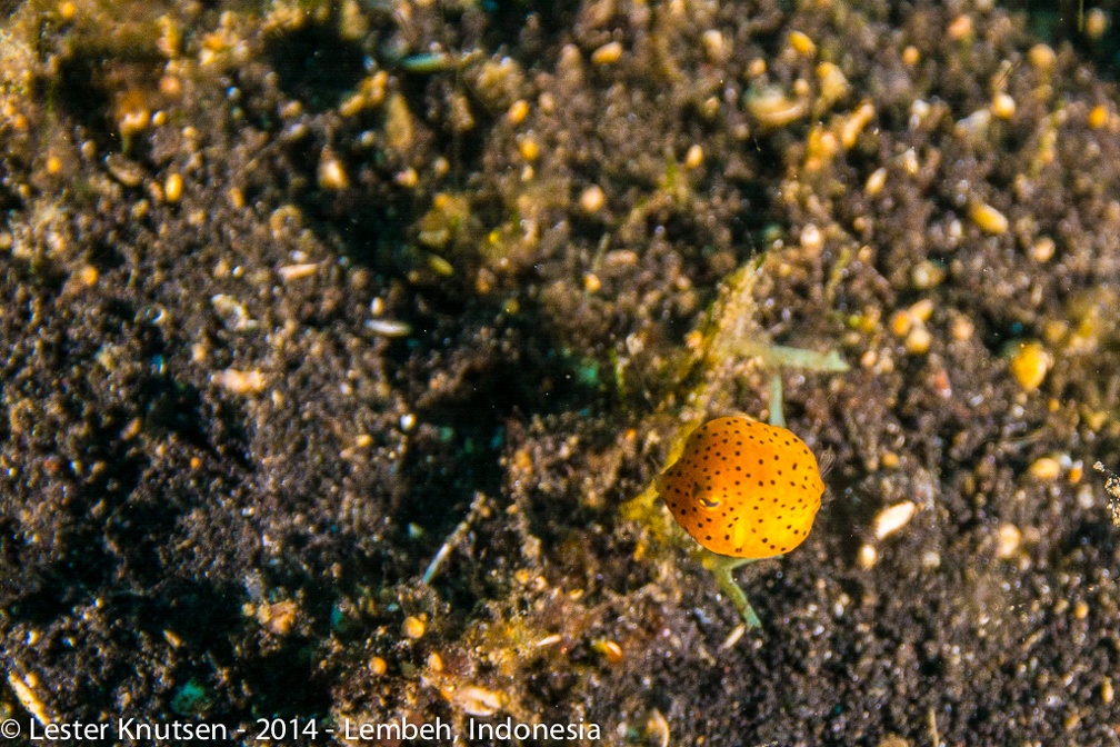 LesterKnutsen Lembeh2014- DSC1077