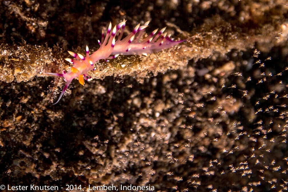 LesterKnutsen Lembeh2014 DSC0447