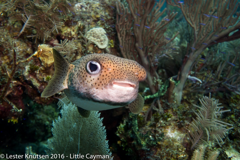 LesterKnutsen 2016 LittleCayman DSC0437