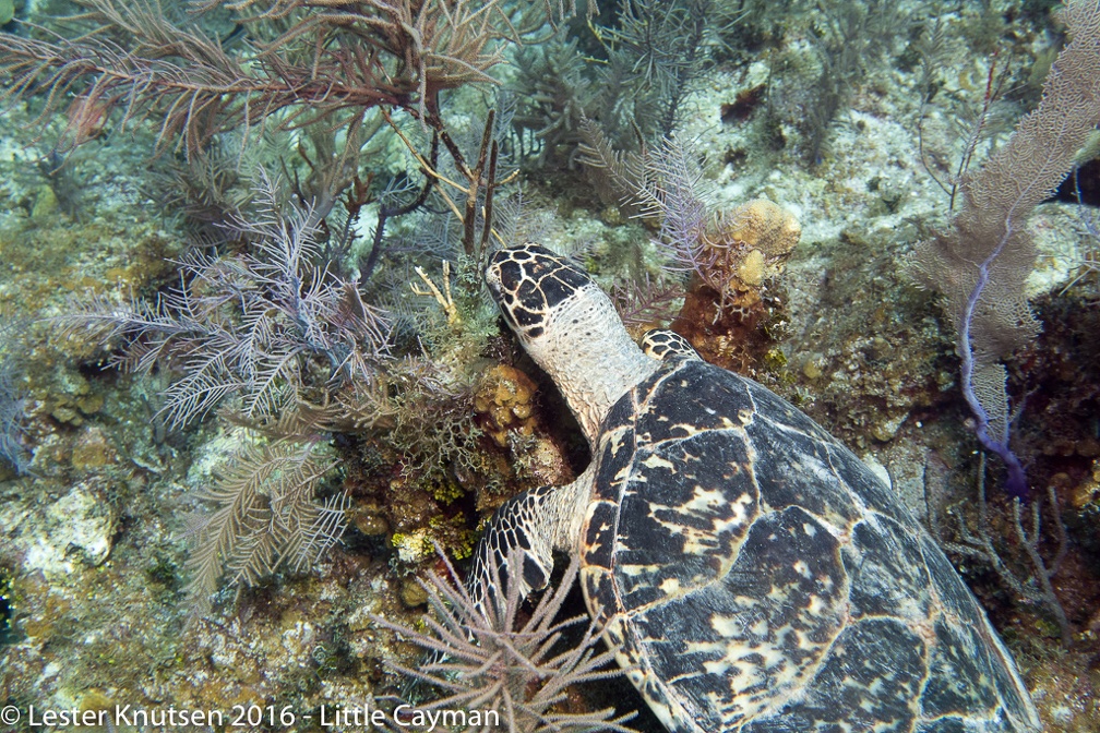 LesterKnutsen 2016 LittleCayman DSC0439