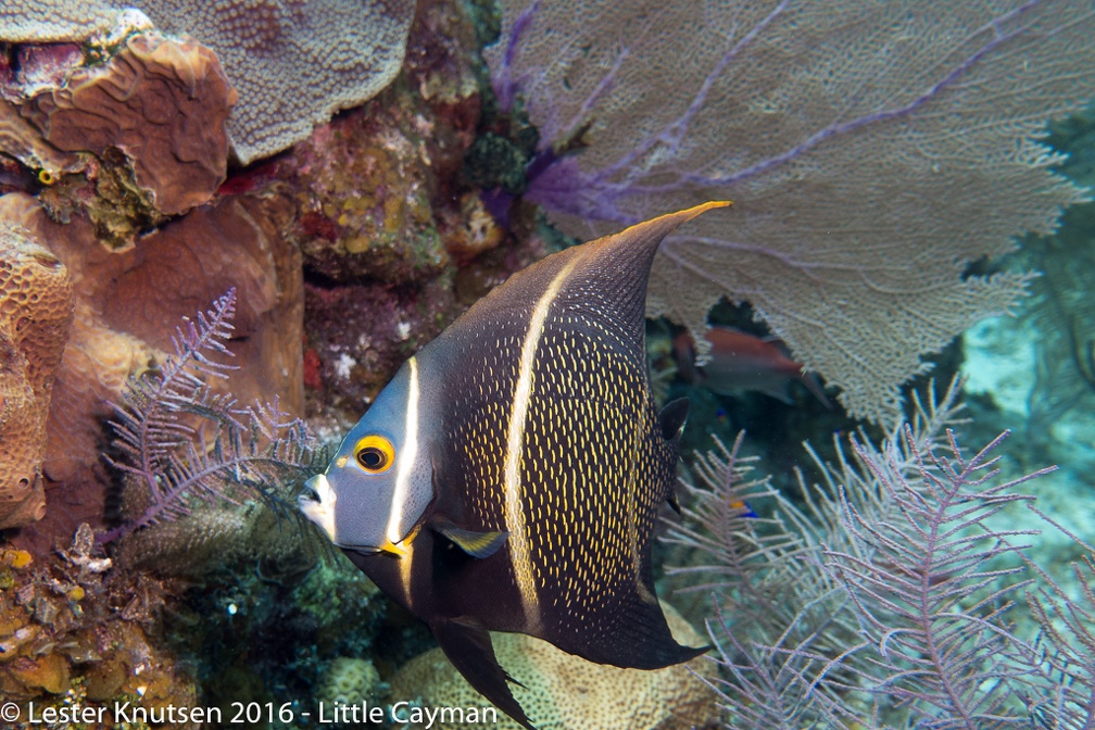 LesterKnutsen 2016 LittleCayman DSC0523