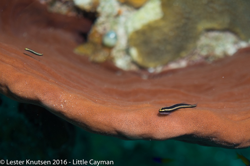 LesterKnutsen 2016 LittleCayman DSC0547