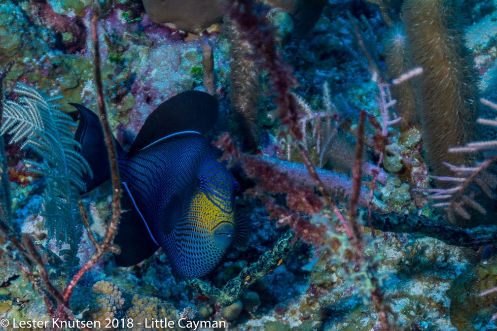 LesterKnutsen 2017 Little Cayman DSC2139