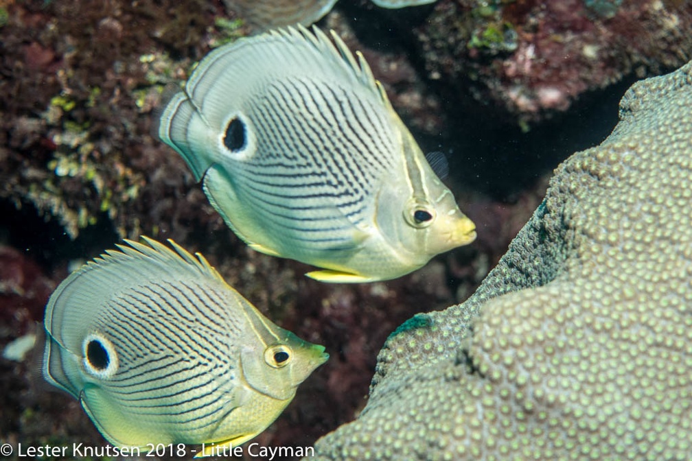 LesterKnutsen 2018 LittleCayman-6013