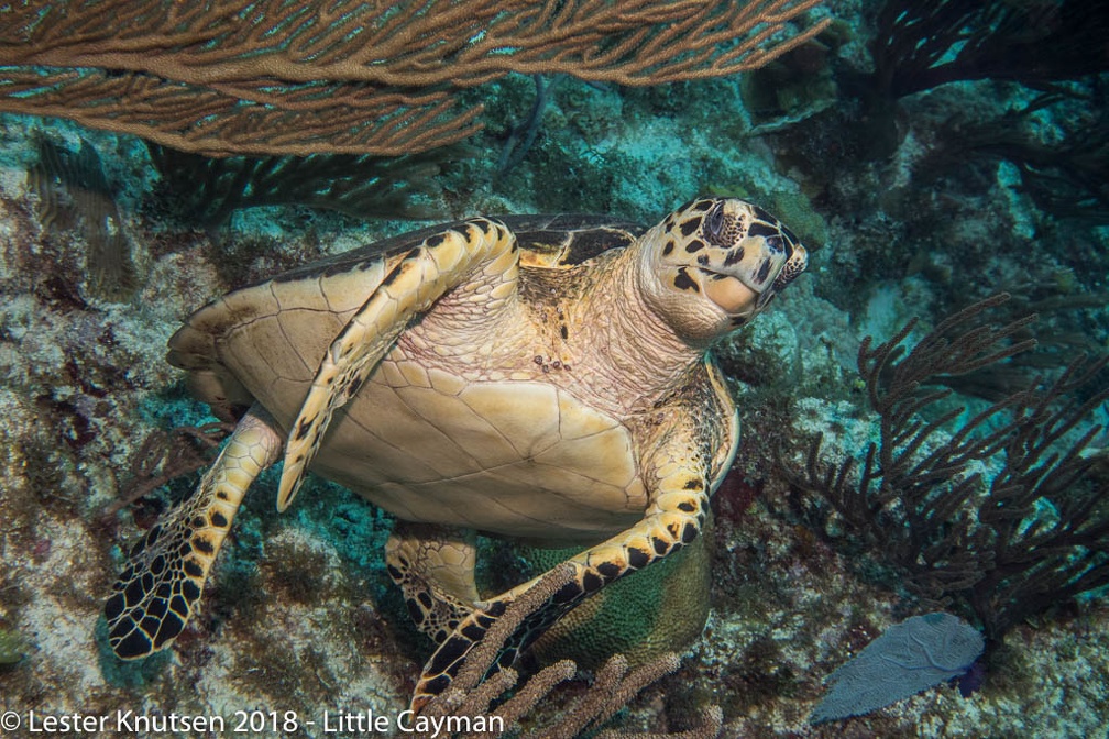 LesterKnutsen 2018 LittleCayman-6058