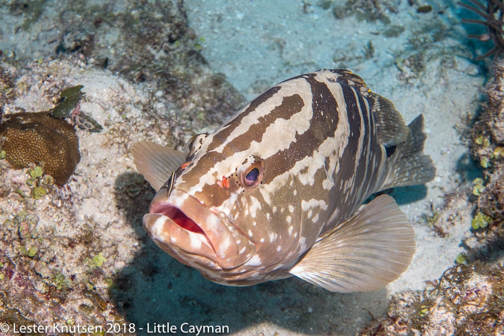 LesterKnutsen 2018 LittleCayman-6065