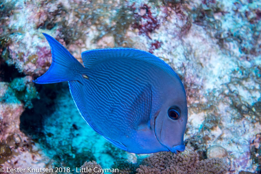 LesterKnutsen 2018 LittleCayman-6081