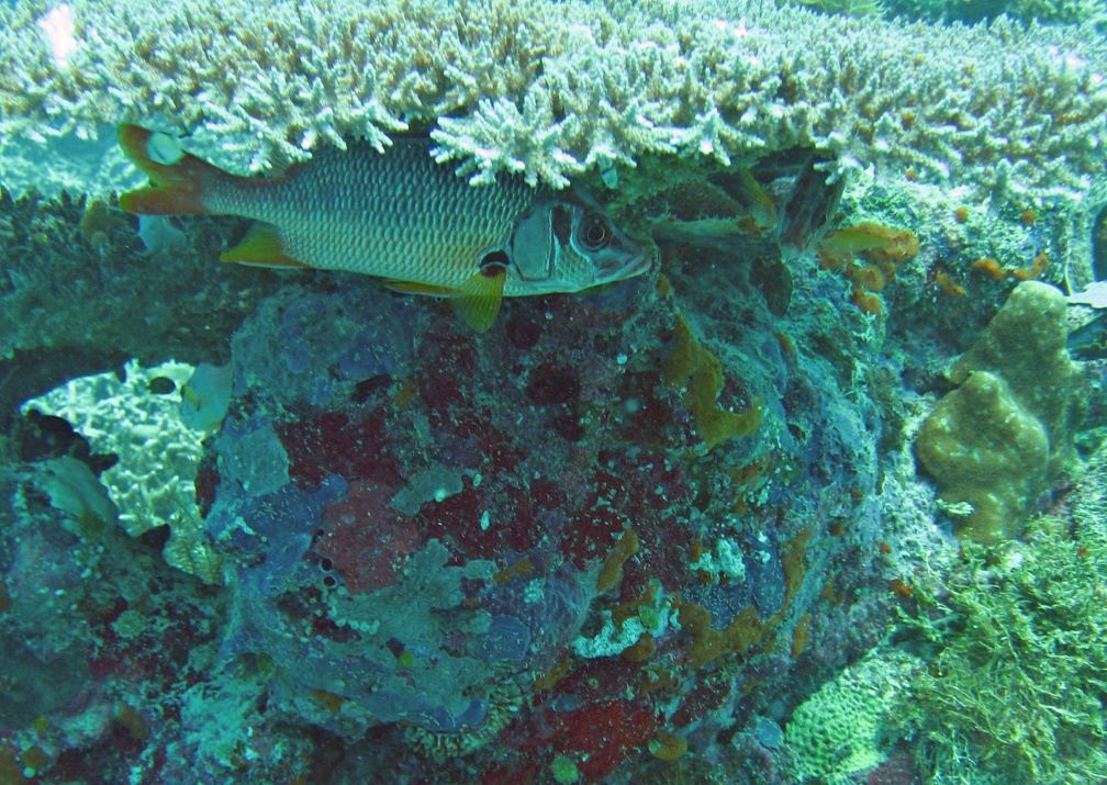 Palau Dive 01 German Drop Off IMG 5593 edited 1