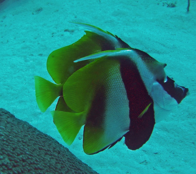 Palau_Dive_01_German_Drop_Off_IMG_5635_edited_1.jpg