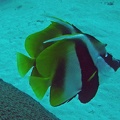 Palau_Dive_01_German_Drop_Off_IMG_5635_edited_1.jpg