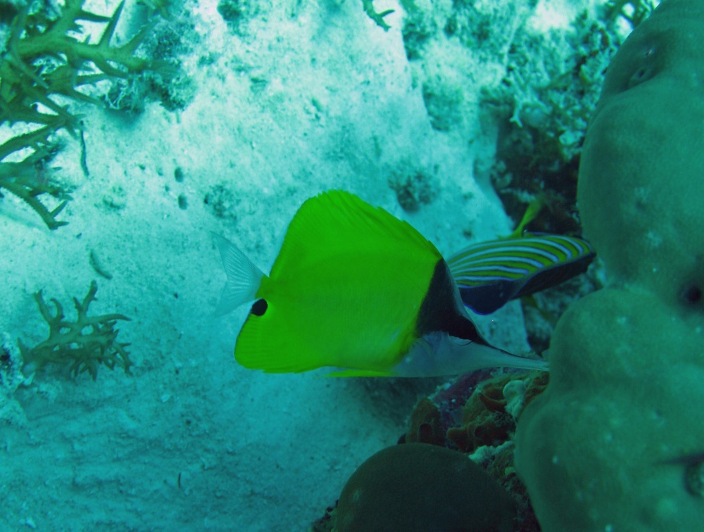 Palau Dive 01 German Drop Off IMG 5631 edited 1