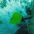 Palau Dive 01 German Drop Off IMG 5631 edited 1