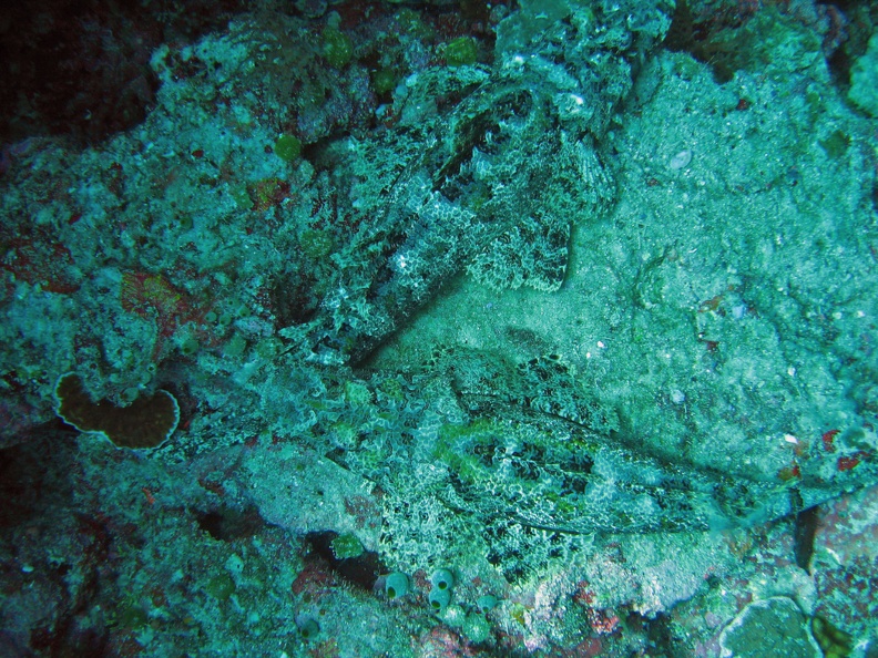 Palau Dive 02 Dexters Wall IMG 5682 edited 1