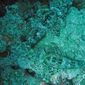 Palau_Dive_02_Dexters_Wall_IMG_5682_edited_1.jpg