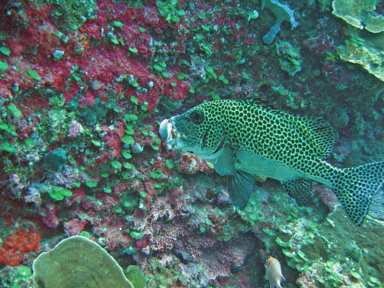 Palau_Dive_02_Dexters_Wall_IMG_5692_edited_1.jpg