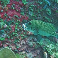 Palau_Dive_02_Dexters_Wall_IMG_5692_edited_1.jpg