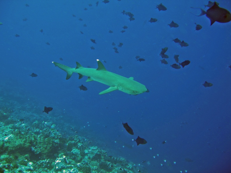 Palau Dive 05 Blue Hole IMG 5793 edited 1