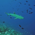 Palau Dive 05 Blue Hole IMG 5793 edited 1