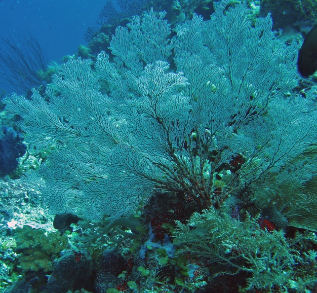 Palau Dive 06 Big Drop Off IMG 5803 edited 1