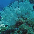 Palau Dive 06 Big Drop Off IMG 5803 edited 1