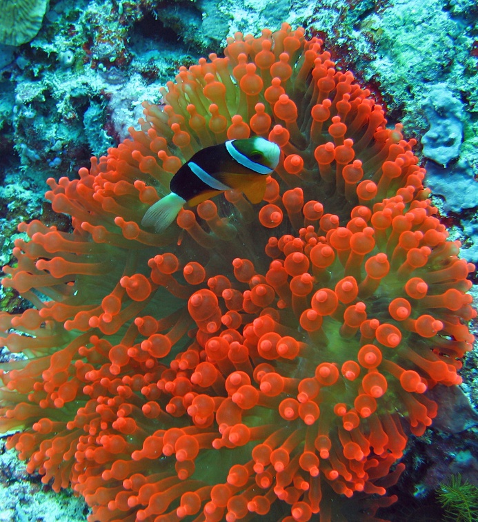 Palau Dive 06 Big Drop Off IMG 5824 edited 1