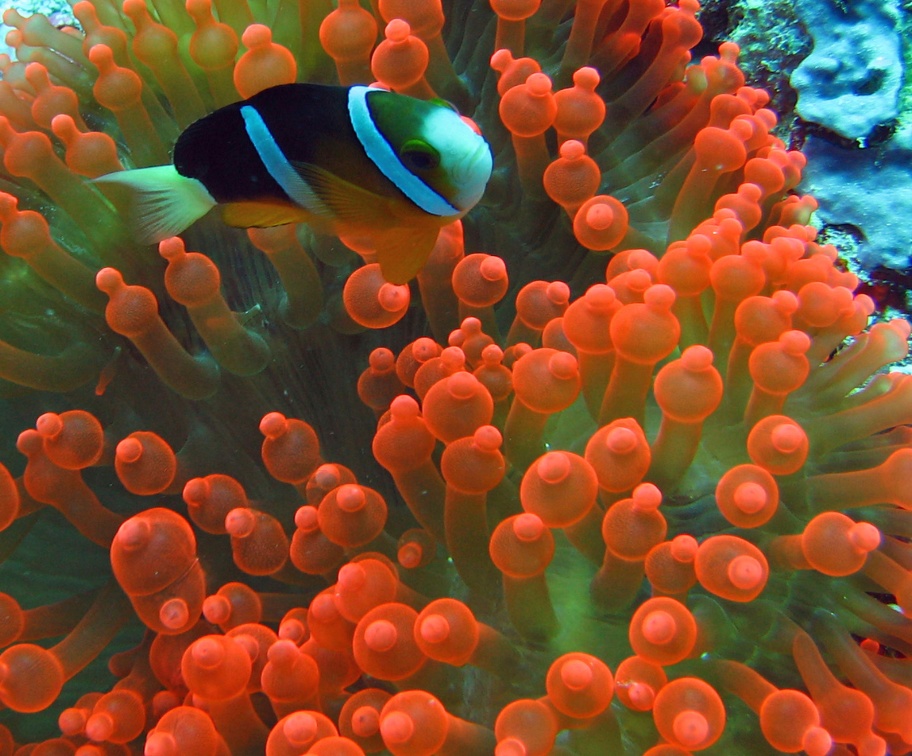 Palau Dive 06 Big Drop Off IMG 5825 edited 1