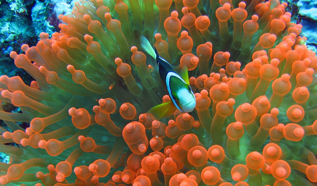 Palau Dive 06 Big Drop Off IMG 5826 edited 1