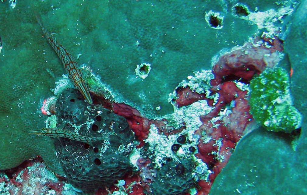 Palau Dive 06 Big Drop Off IMG 5843 edited 1