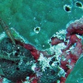Palau Dive 06 Big Drop Off IMG 5843 edited 1