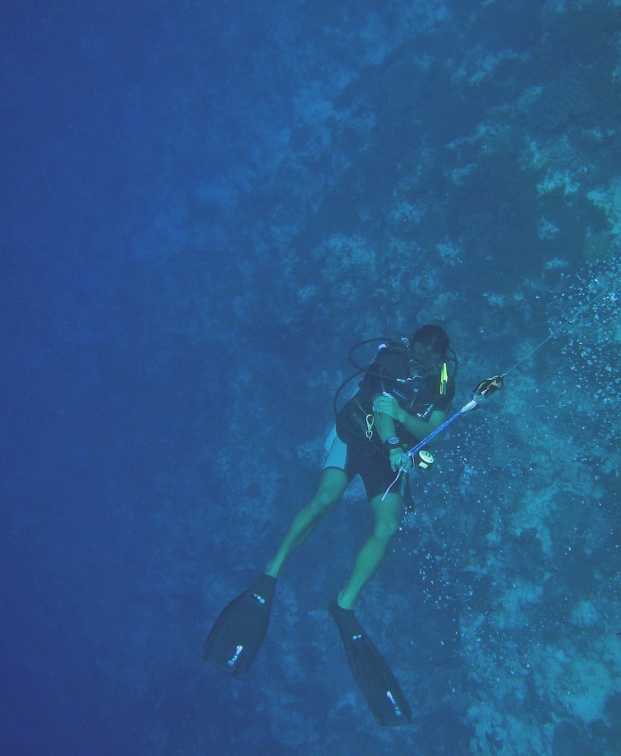 Palau Dive 06 Big Drop Off IMG 5872 edited 1