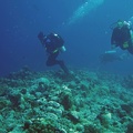Palau Dive 07 New Drop Off IMG 5888 edited 1
