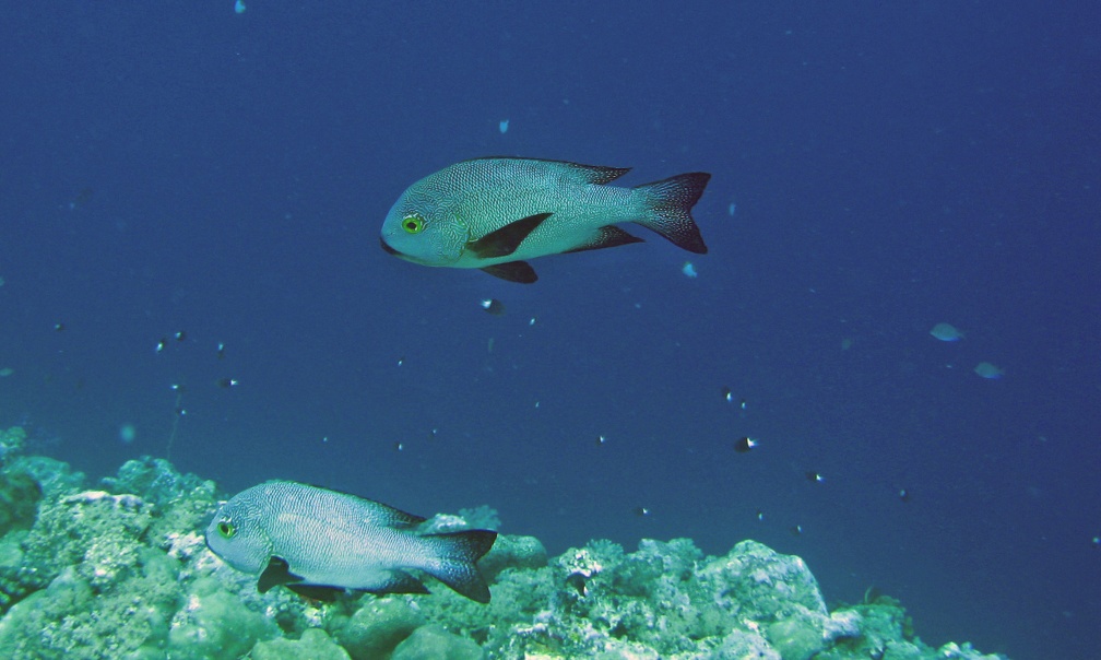 Palau Dive 07 New Drop Off IMG 5887 edited 1