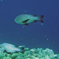 Palau Dive 07 New Drop Off IMG 5887 edited 1
