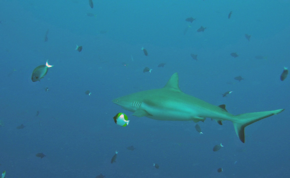 Palau Dive 07 New Drop Off IMG 5889 edited 1