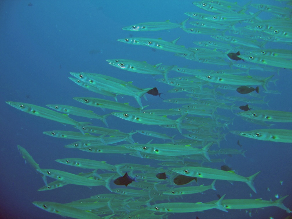 Palau Dive 07 New Drop Off IMG 5901 edited 1