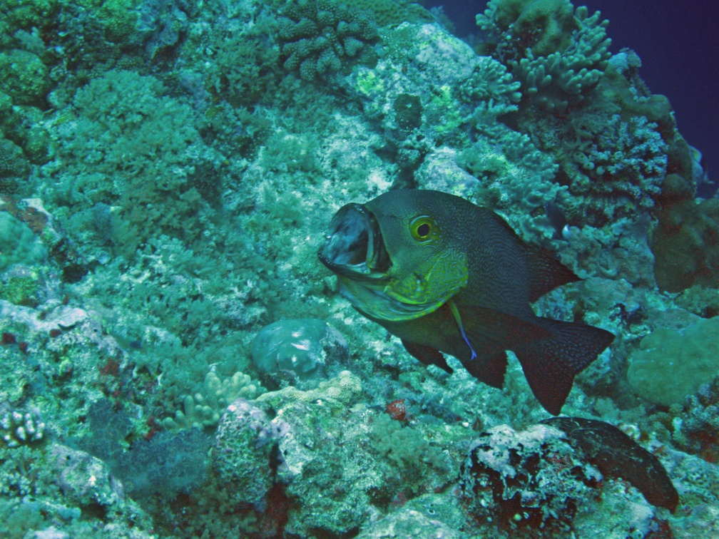 Palau Dive 07 New Drop Off IMG 5911 edited 1