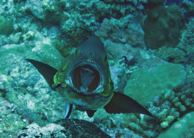 Palau_Dive_07_New_Drop_Off_IMG_5912_edited_1.jpg