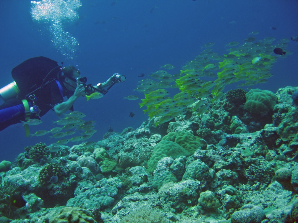 Palau Dive 07 New Drop Off IMG 5943 edited 1