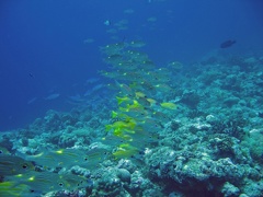 Palau Dive 07 New Drop Off IMG 5947 edited 1