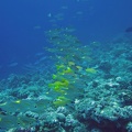 Palau Dive 07 New Drop Off IMG 5947 edited 1