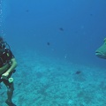 Palau Dive 07 New Drop Off IMG 5968 edited 1