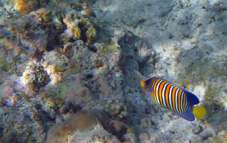 Palau_Dive_08_Snorkel_Turtle_Cove_IMG_5981_edited_1.jpg
