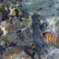 Palau Dive 08 Snorkel Turtle Cove IMG 5981 edited 1